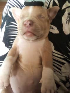 25 days American Pitbull puppy