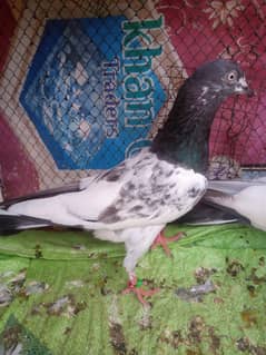 3 pairs for sale ha single bi para hova ha