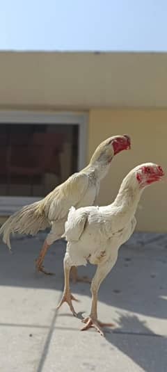 o shamo white