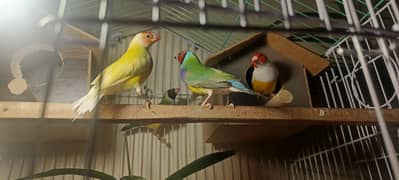 finches
