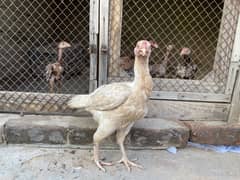 Aseel Hens 2