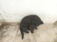 Labrador female for sale