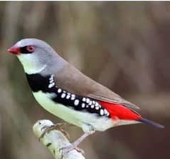 shaftail, daimon finch female mujy chiya