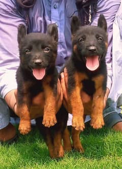 Black German shepherd | Puppy | GSD | Dog for sale | Long coat