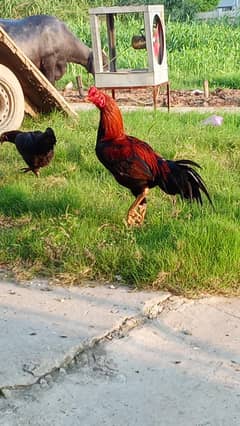 Aseel Murga For sale