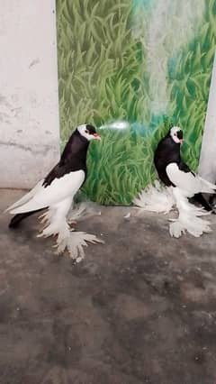 black magpie molan had chichks pair canfaram