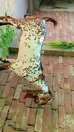 goat, bakra