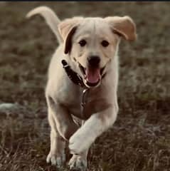 Labrador