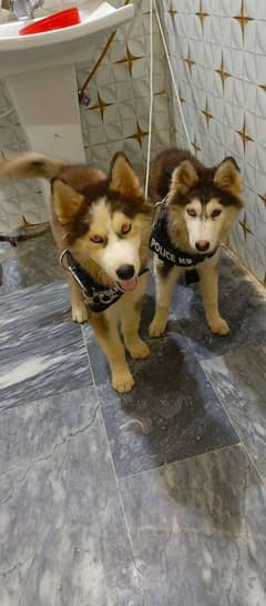 husky play full pair for sale