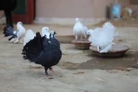Laka pigeons pair available for sale
