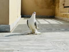 Silver Sherazi Pigeon (ONLY FEMALE)