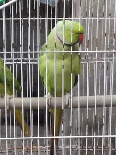 gerren parrot for sale berredar hai full