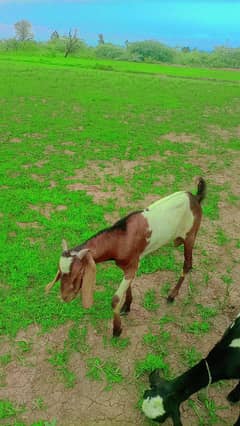 Bakra