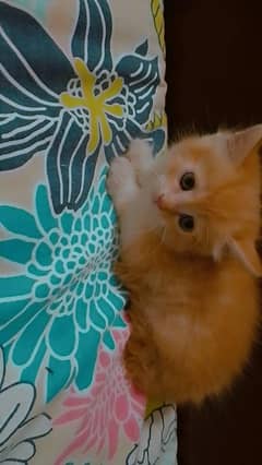 Persian kitten