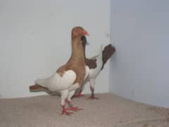 pigeon