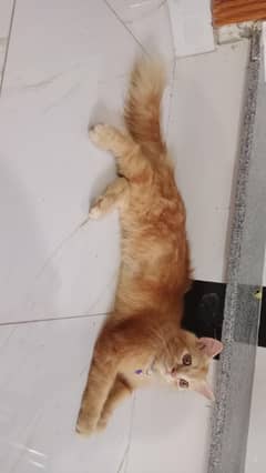 Persian cat available  camel Brown
