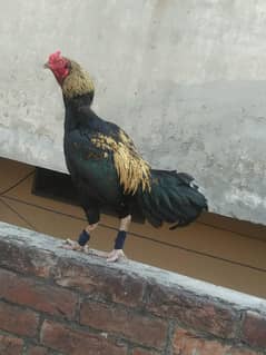 Thai Aseel