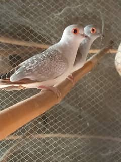 DIAMOND DOVE