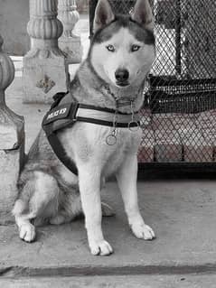 siberian husky male for stud