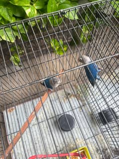 Love birds and budgie