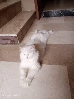 Urgent for sale healthy female cat