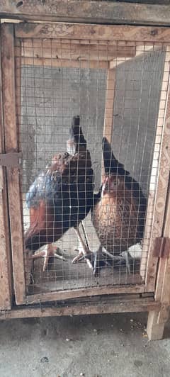sell 4 chick's
