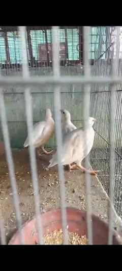 albeeno chakor pair.