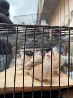 Red Dove Pair