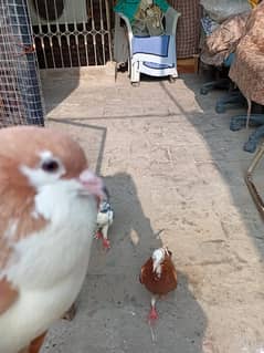 Pigeons for sale