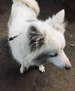 URGENT EXCHANGE RUSSIAN FEMALE DOG
