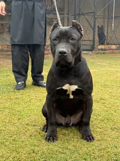 Pitbull