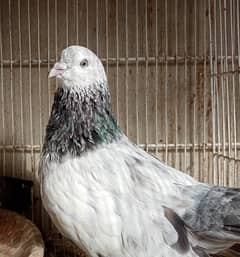 Bajrai Male Kabootar / Pigeon For Sale