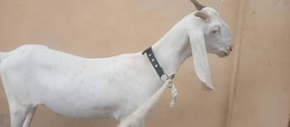 gulabi