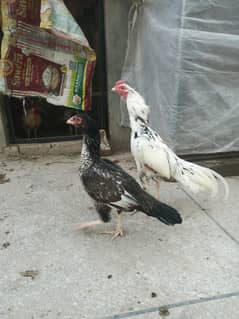 aseel murga murgi pair