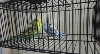 Beautiful Hogoromo ready to breed pair