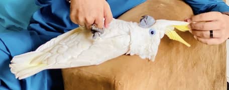 Titron Cockatoo Tame