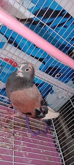 pigen