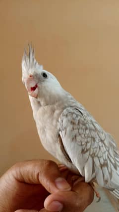Handtame Cockatiel