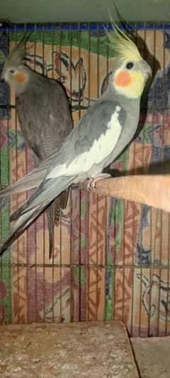 Cocktail breeder pair