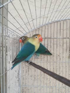 PARBLUBE,OPALINE,CREMINO
