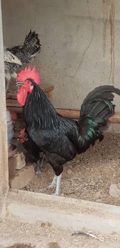 Australorp