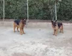 German