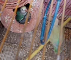fisher and albino pair and chicks  available