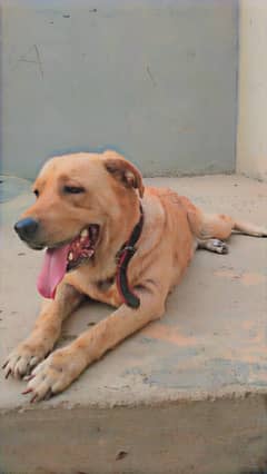 American Labrador
