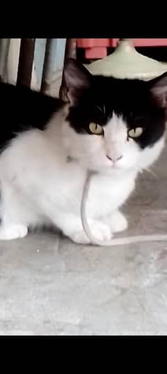 Sirius person contact kary