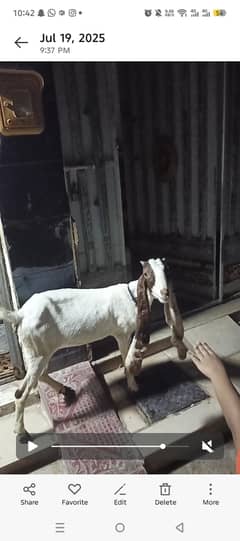 Kamori female goat, rekhnay ki jaga nhi hay