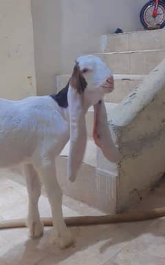 Gulabi Male Age 2.5 month
