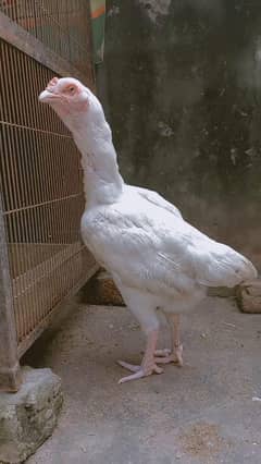 Heera madiyay exchange Murga patha only hera hira ma