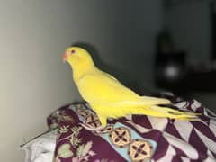Yellow ringneck male proper hand tamed!