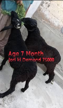 6 Dumba For Sale